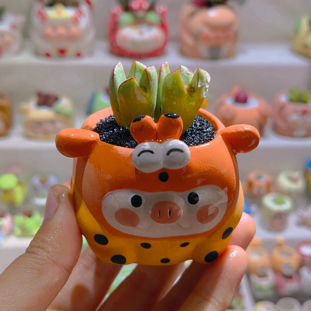 027高端多肉带盆土一套48