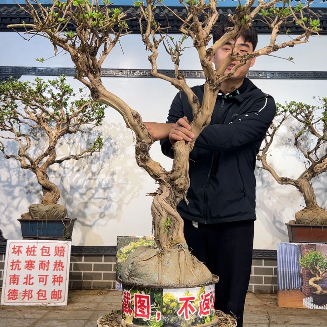 完全开放金银花开花36859888