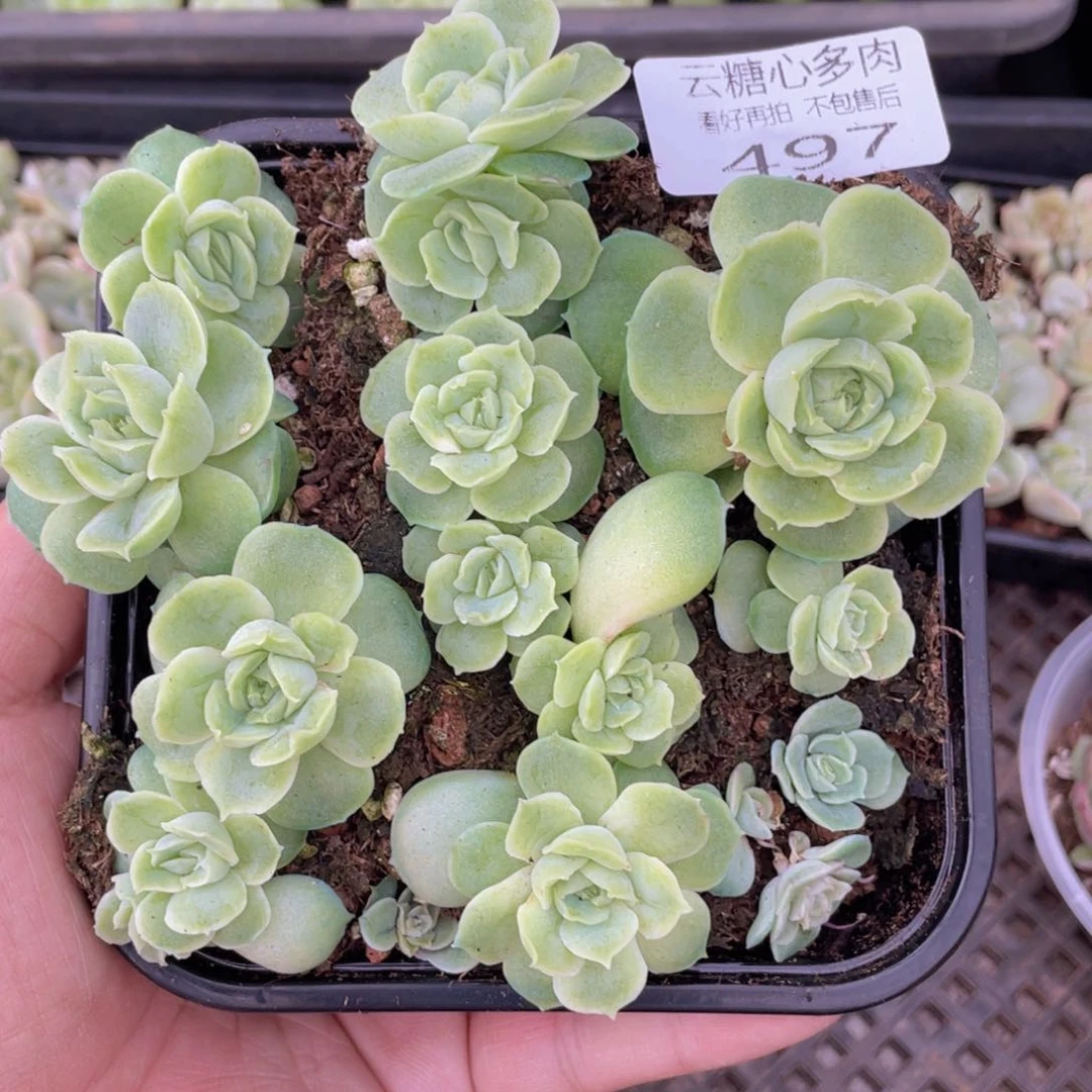 云糖心多肉植物497