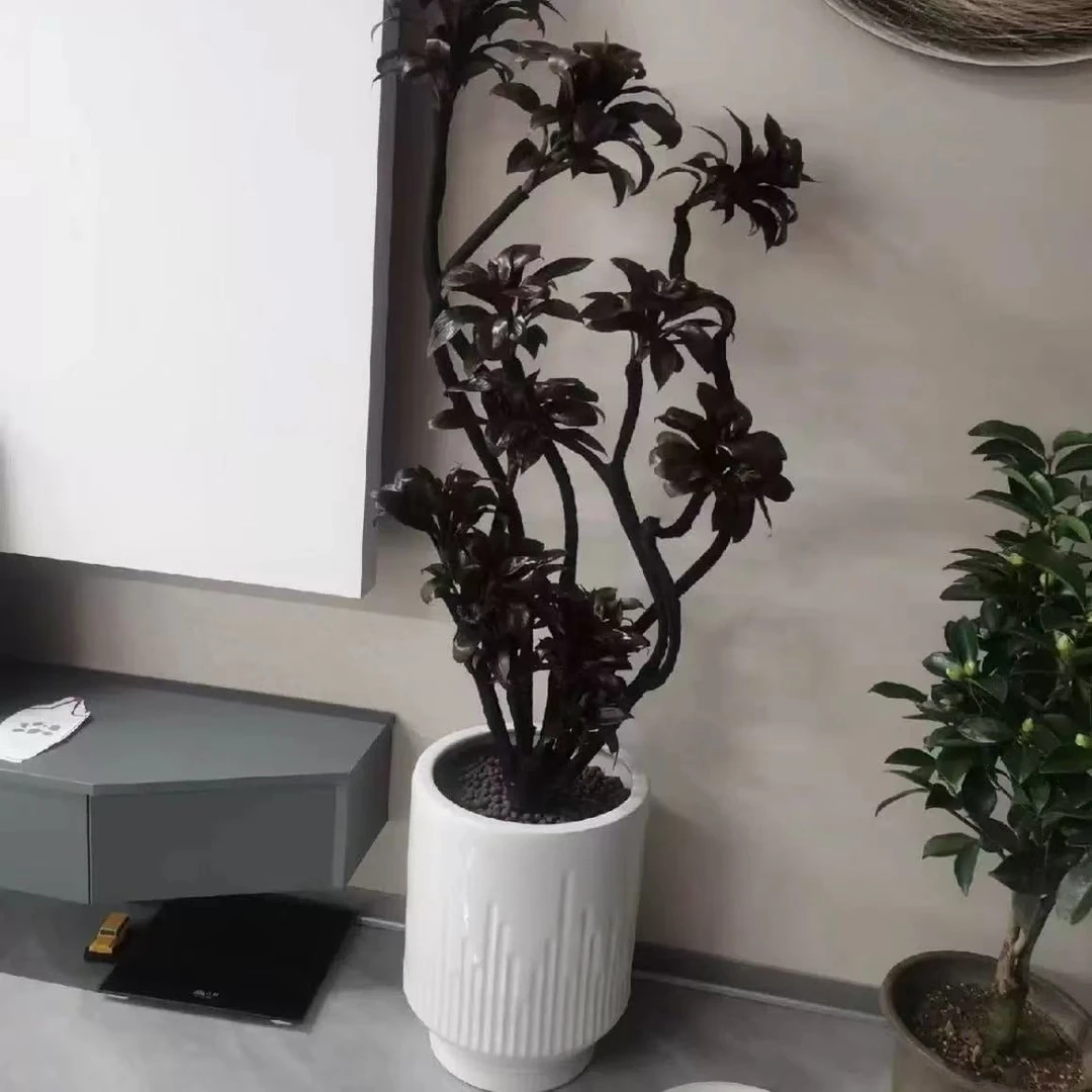 娃娃朱蕉紫百合绿植室内盆栽吸甲醛净化空气好养植物大型紫气东来