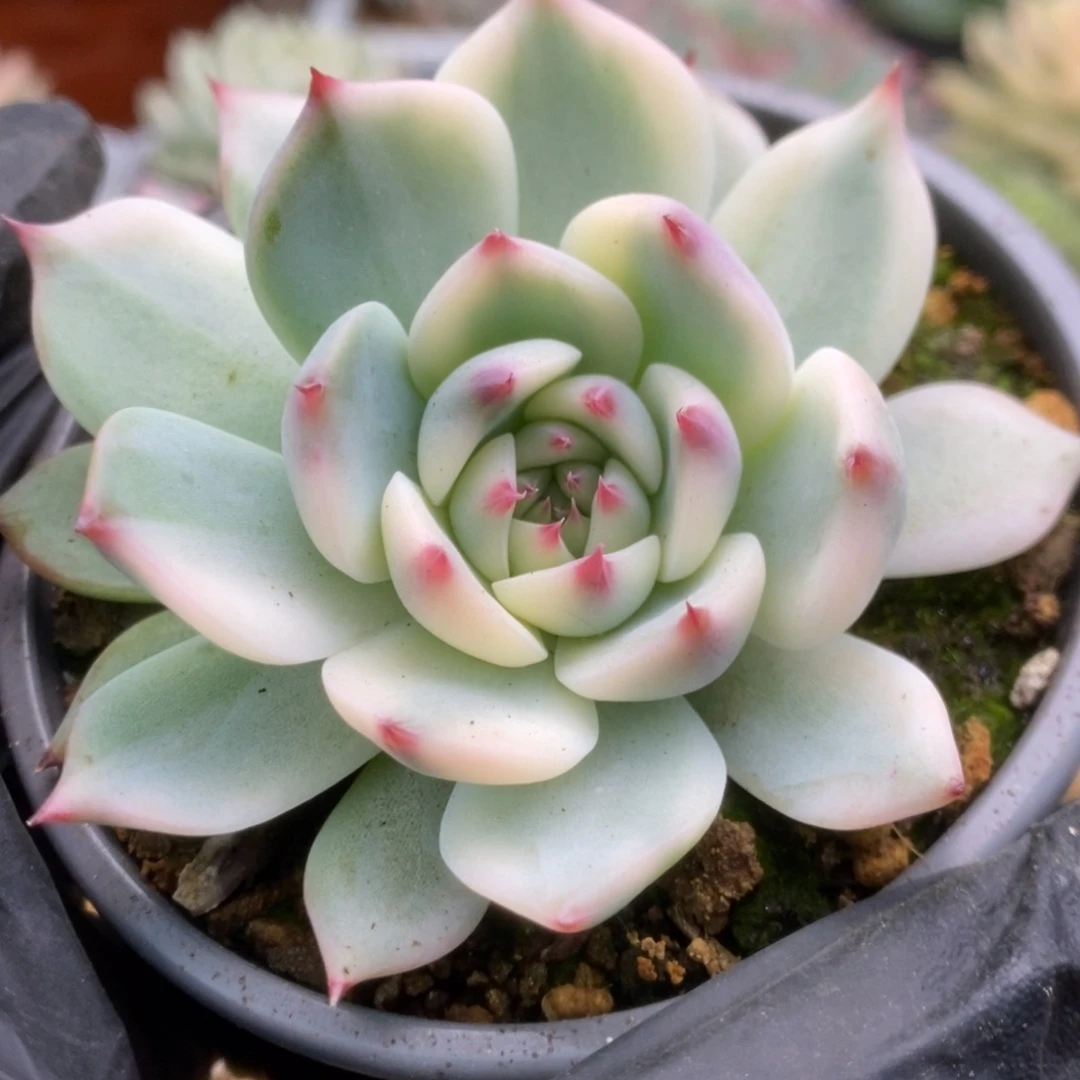 156锦锦锦锦锦锦锦