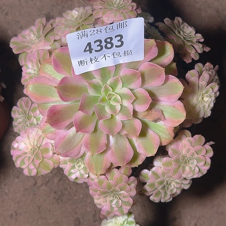4383红铜白多肉植物