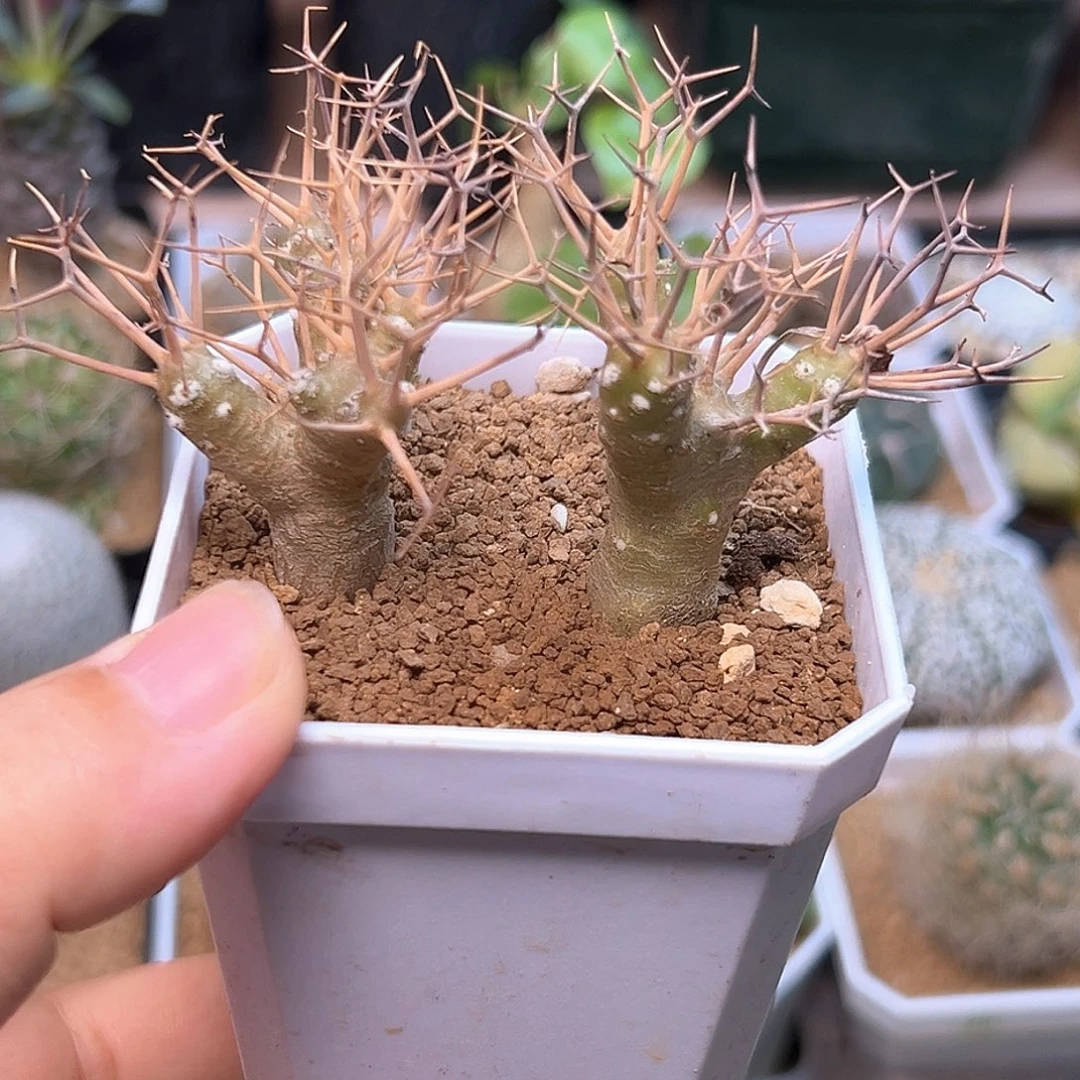 黑鬼殿厚敦菊母本实生2颗一组