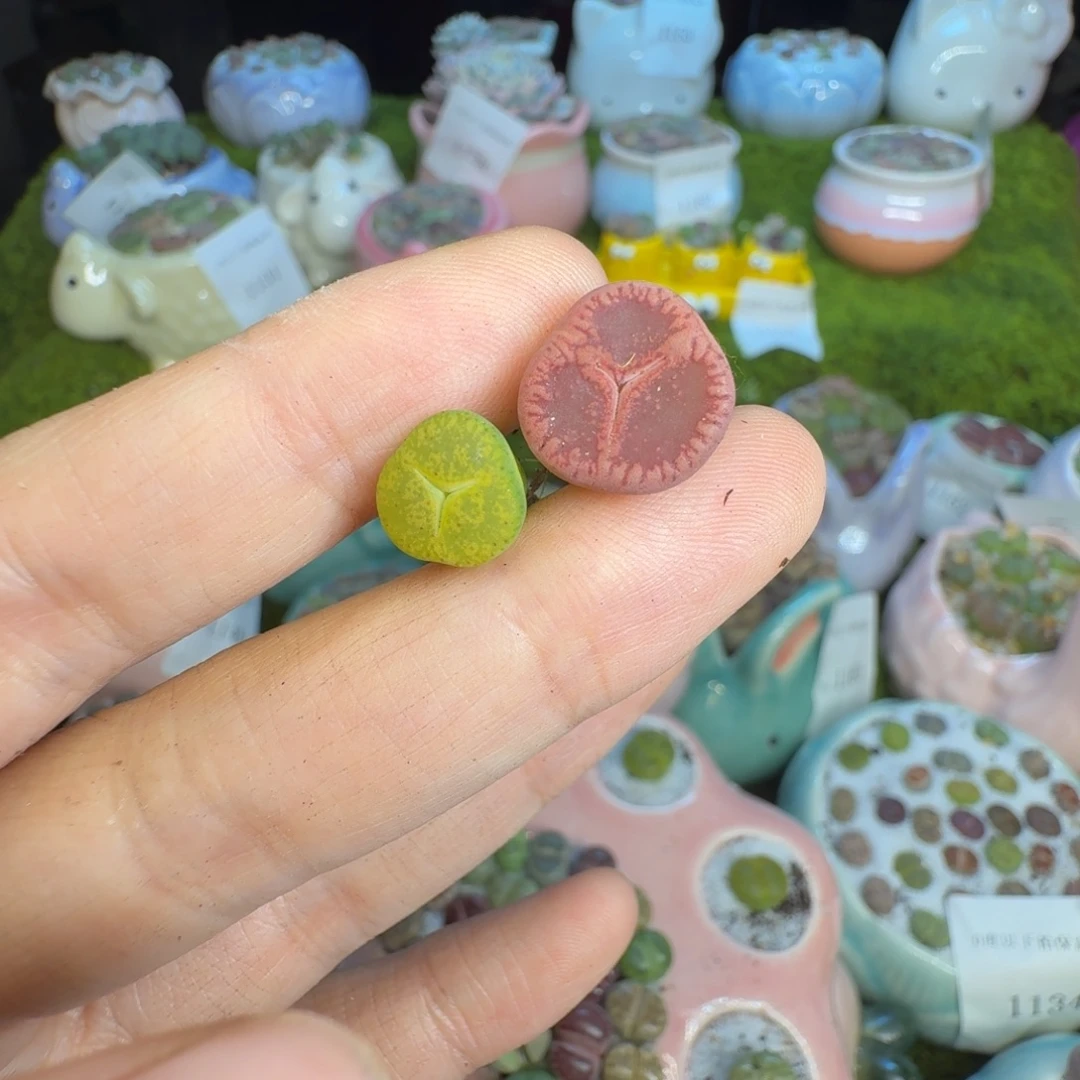 *****多肉植物的生长发育1227