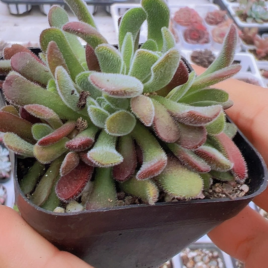 梦春19包邮多肉植物