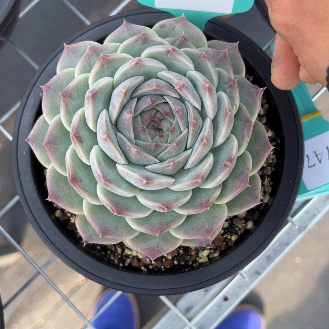 做**婆1746多肉多多多多