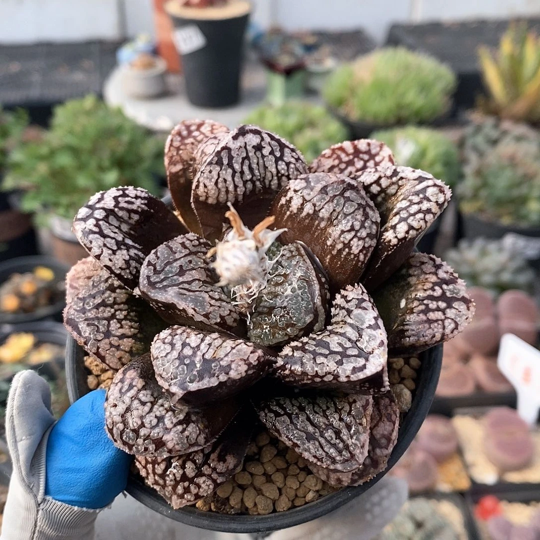 603 实生黑魔多寿 带盆土