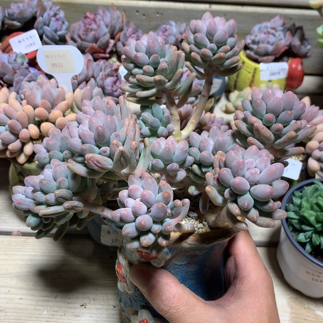 942婴儿手指多肉一棵20厘米