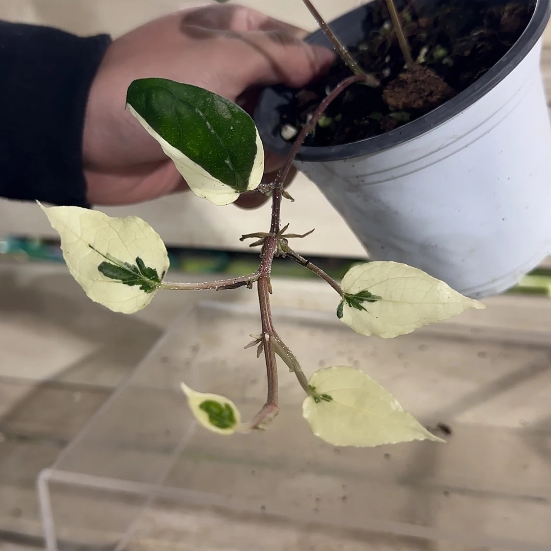 无花朵熔岩内锦胡椒