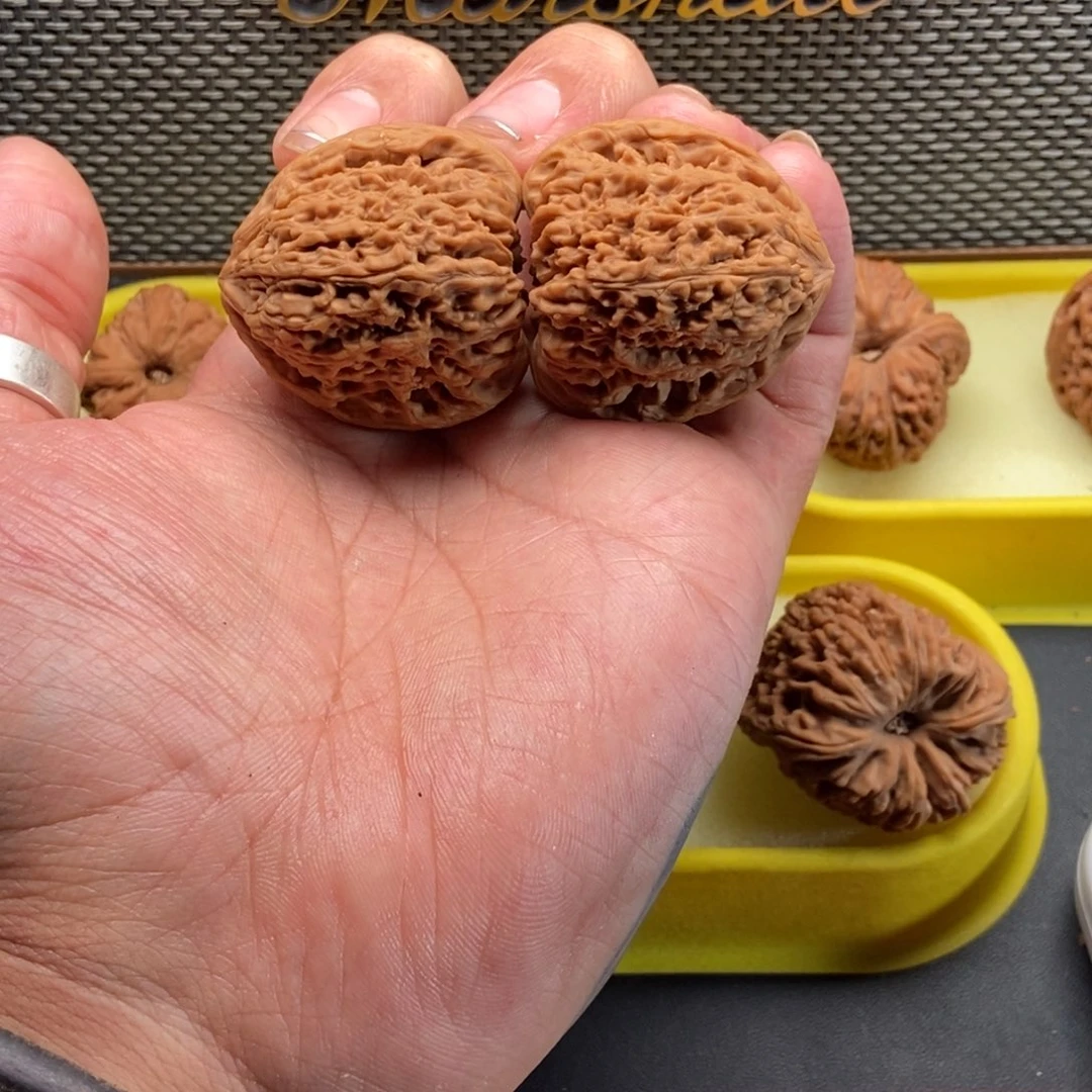 喜*多39全品涿鹿一代红皮三角 打底有黄不退不换