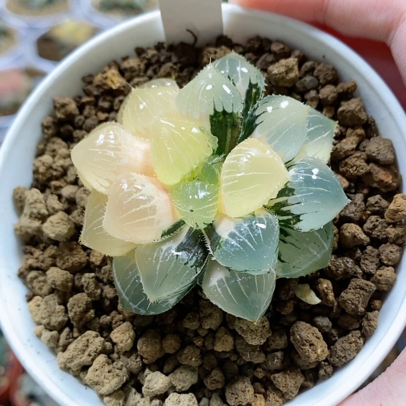 【闪购商品】51糯玉露锦