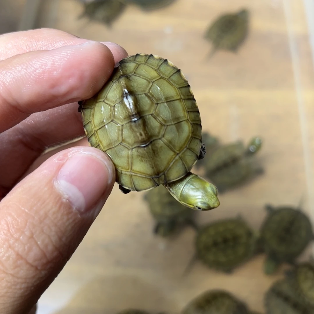 绿毛龟母9号绿毛11111