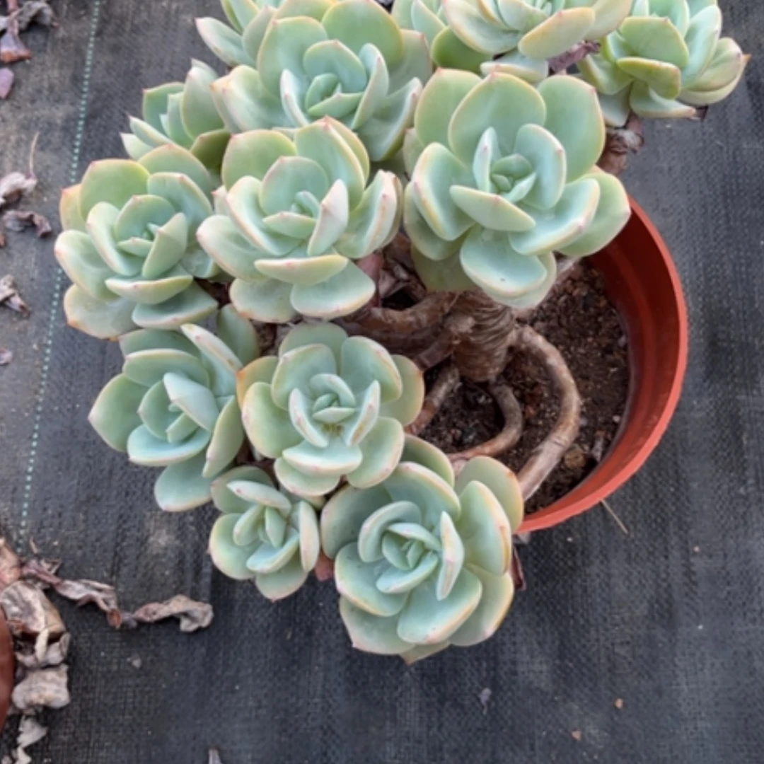 【闪购商品】无花朵顺**?