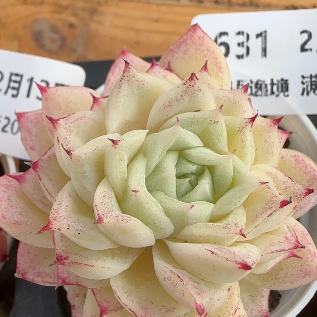 花语逸镜0213-631