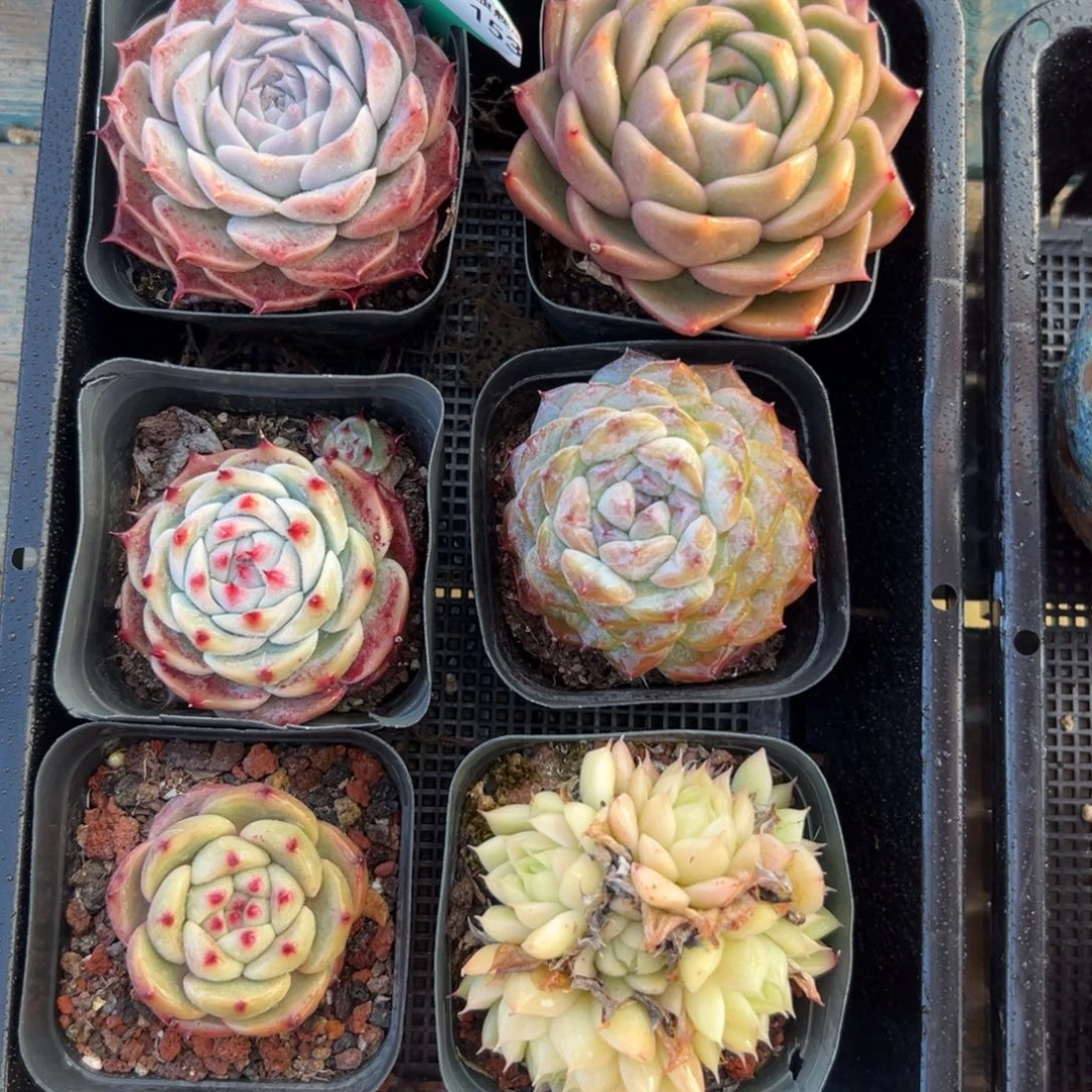 多肉编号0121-153