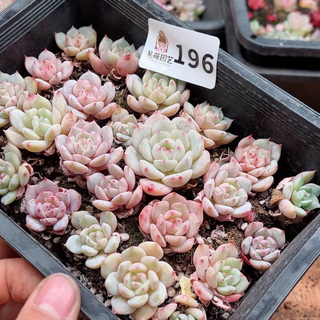 芽*多肉植物多肉植物