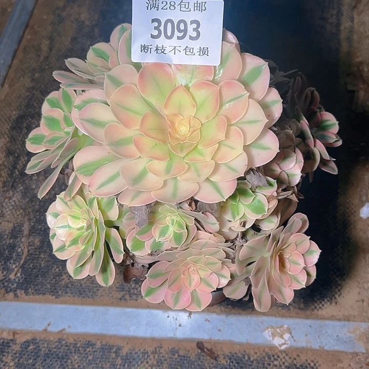 3093粉女巫多肉植物