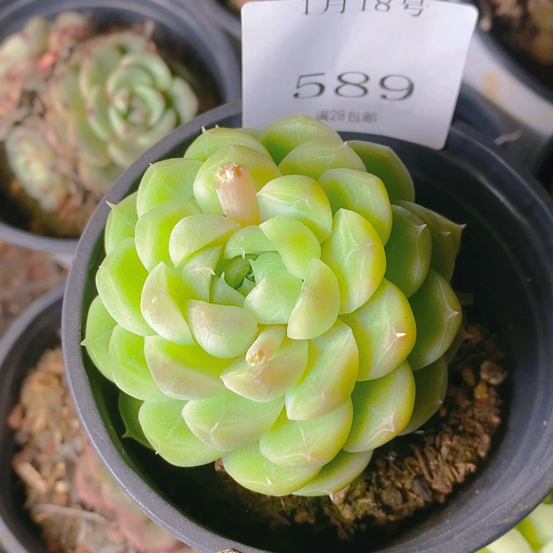 【闪购商品】?****?云589