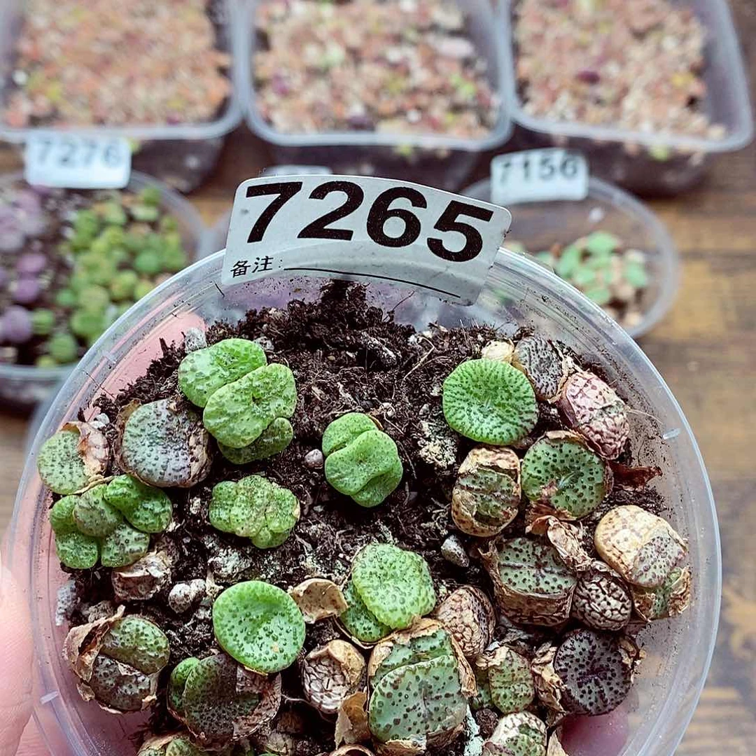 7265安贞混啦啦啦啦