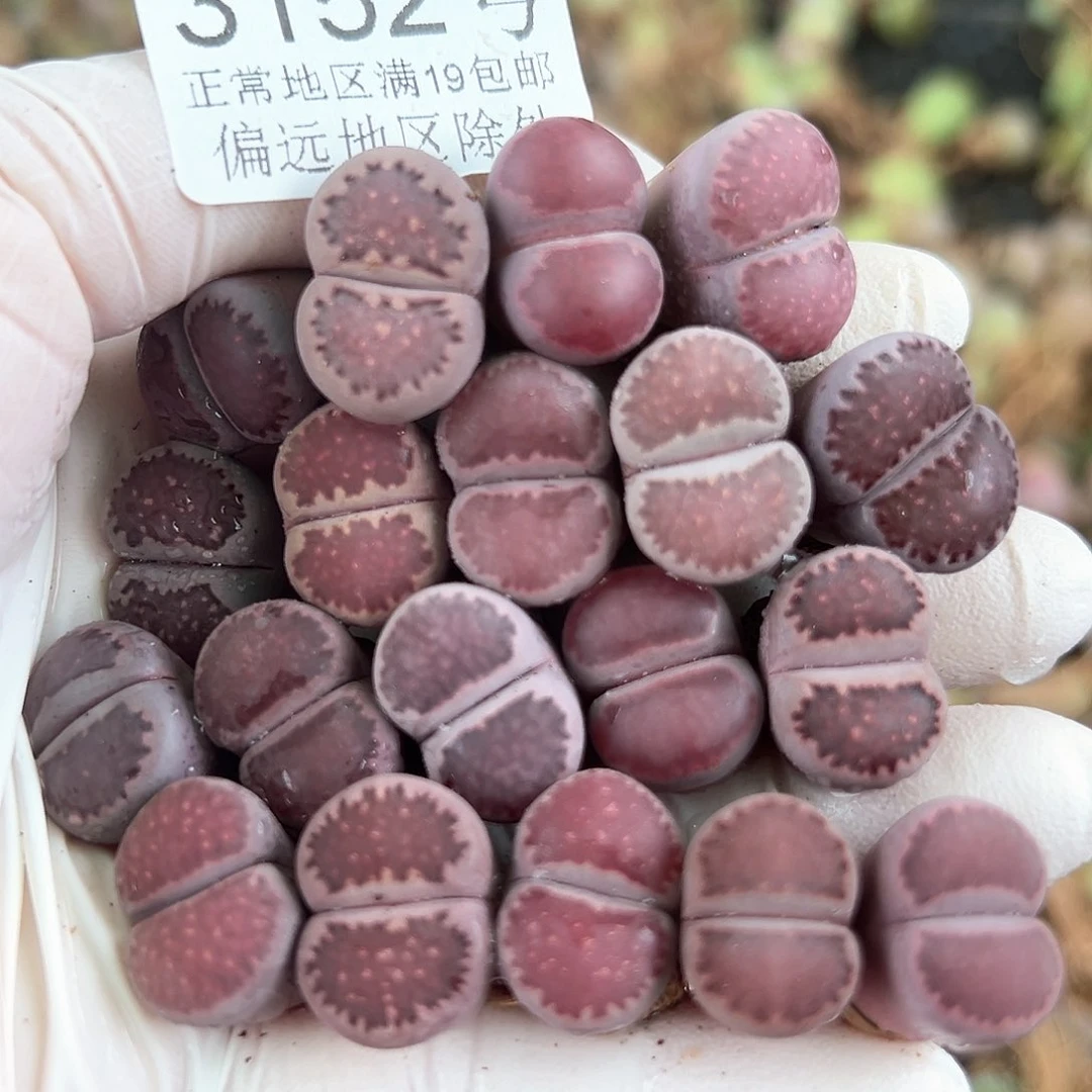 3152 好养易活生石花大母本