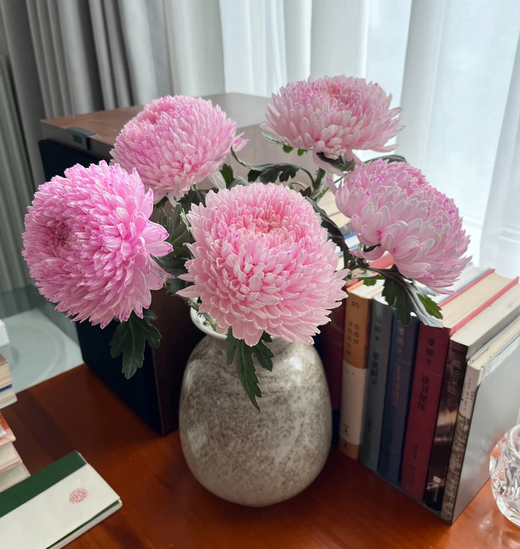 【女神花粉牡丹菊AK】吸色牡丹菊 |任意满两单鲜花包邮