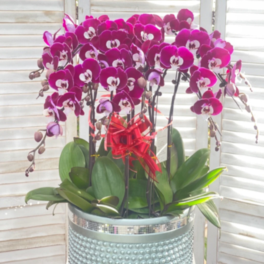 火红豆花卉米歇尔10株蝴蝶兰