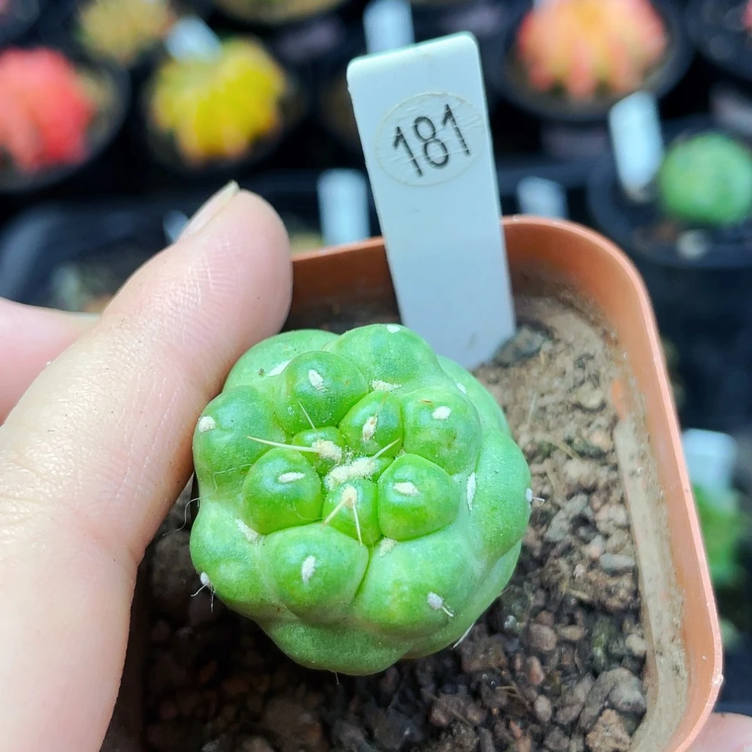 非偏远地区满25包邮仙人球裸根