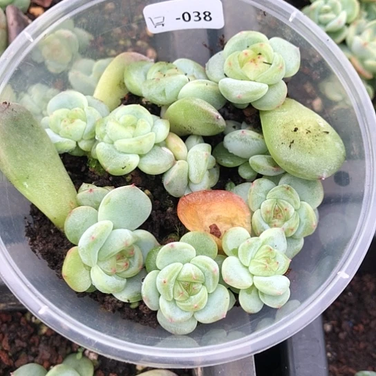 038甜心二饭盒小勿晒