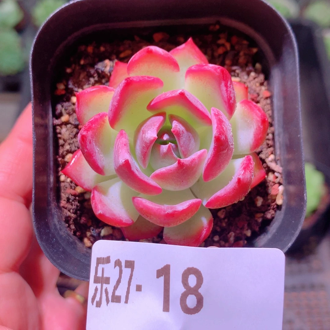 乐然27-18 新品单头