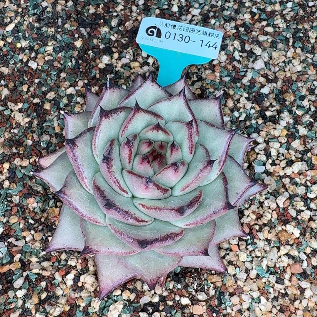 从前慢花园多肉0130-144