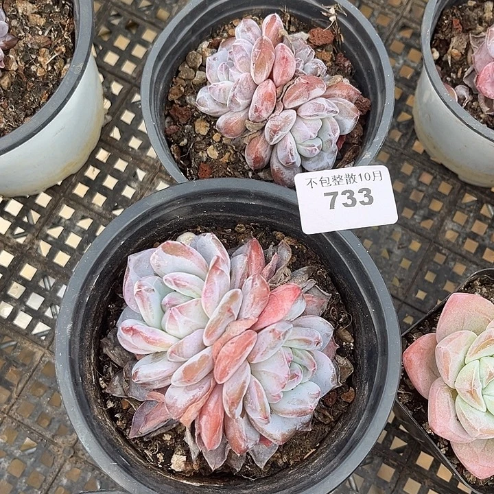 阿雅园艺。       733突尼斯