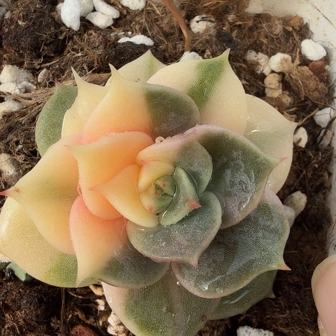 贝加尔湖锦，多肉植物