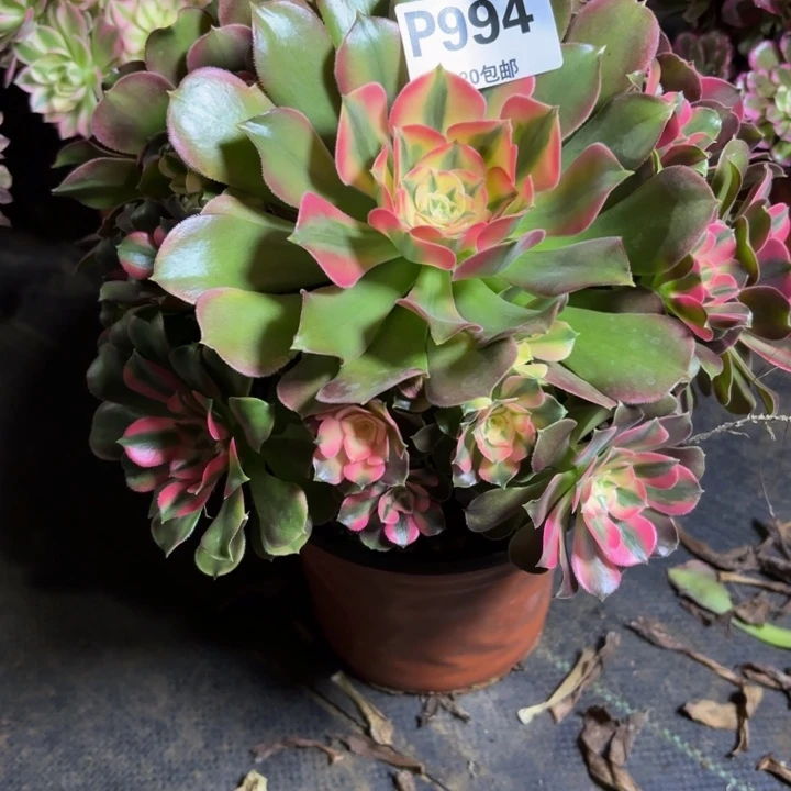 瑞妈，。。。。994香妃