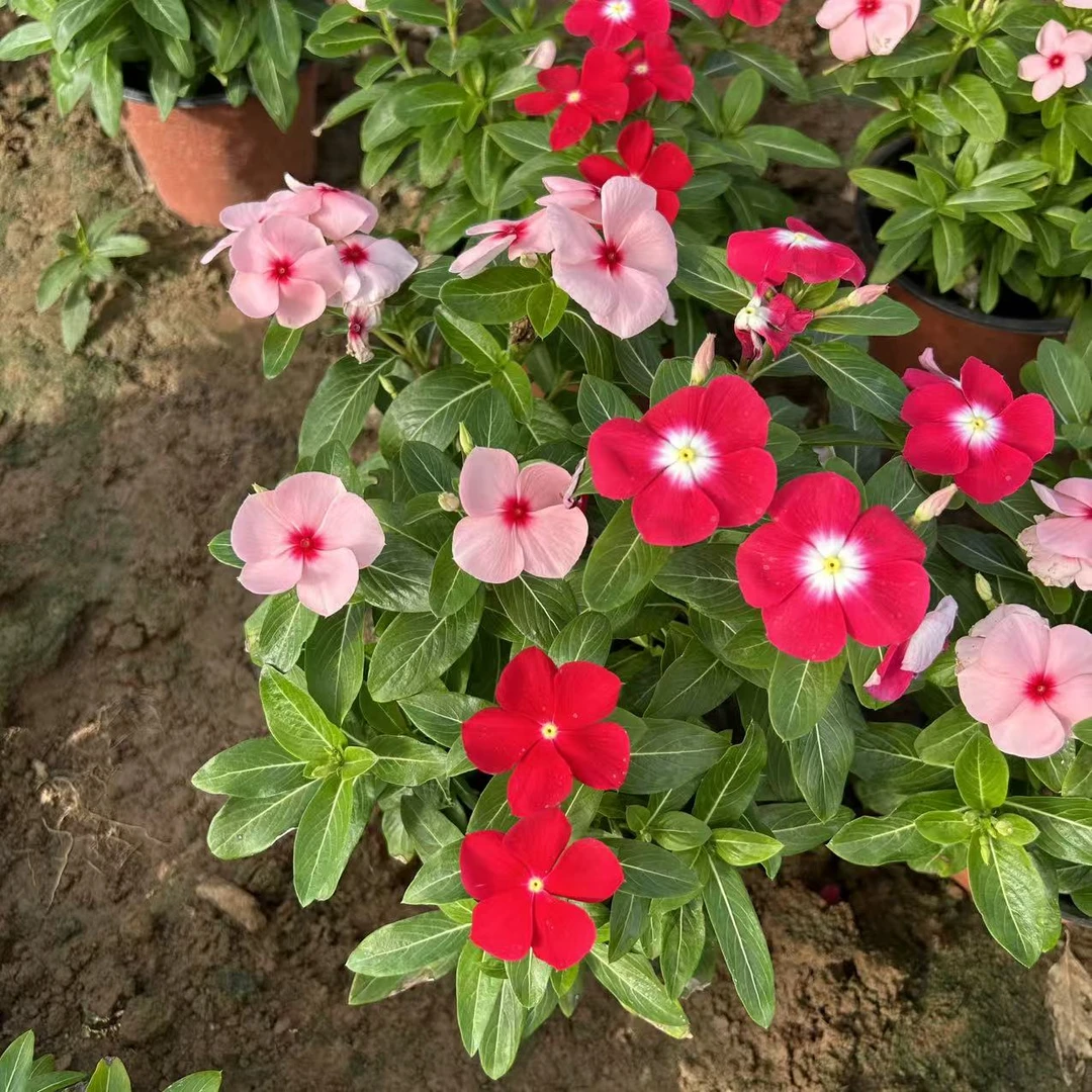 [灿朵花卉]一盆三颗，多年生草本长春花，花量大颜值高，一周后换盆-