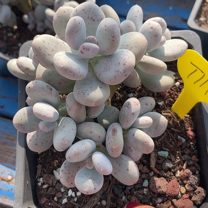 大叶奶多肉植物群生119