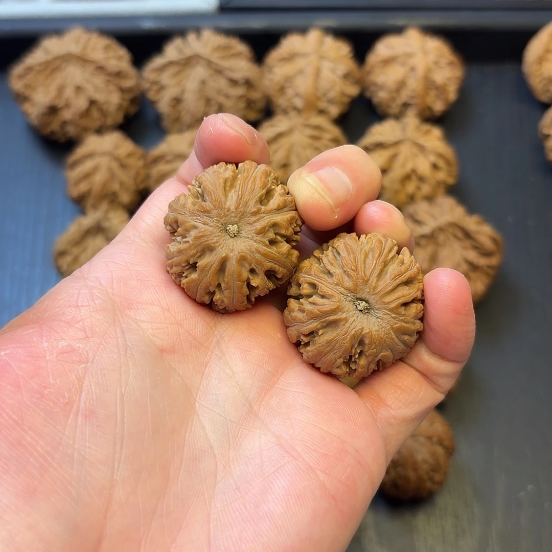 0***0核桃突突突突突突突突