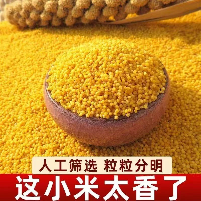 【敖会长】代收 农家 黄小米贵州