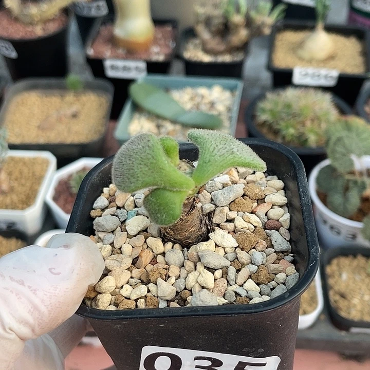 035产地薛辉圣塔块根