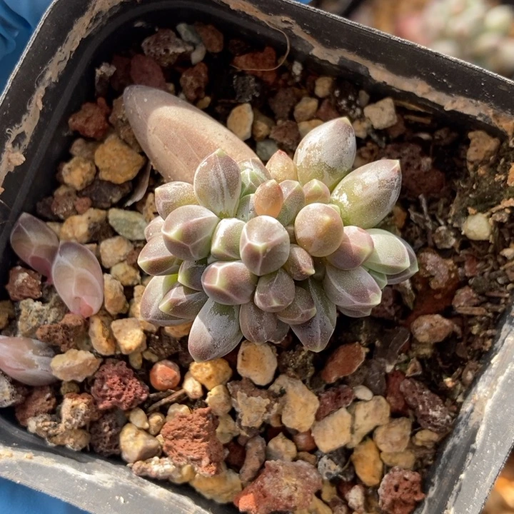 ?**肉乌拉克拉多肉植物