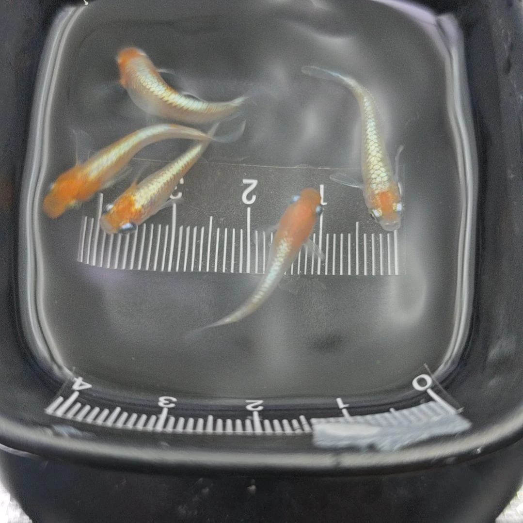 青鳉鱼观背青鳉青铜红白一组公母搭配28号