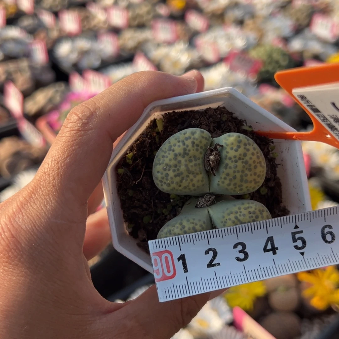 598 一物一拍，默认有伤，介意勿拍，不退不换