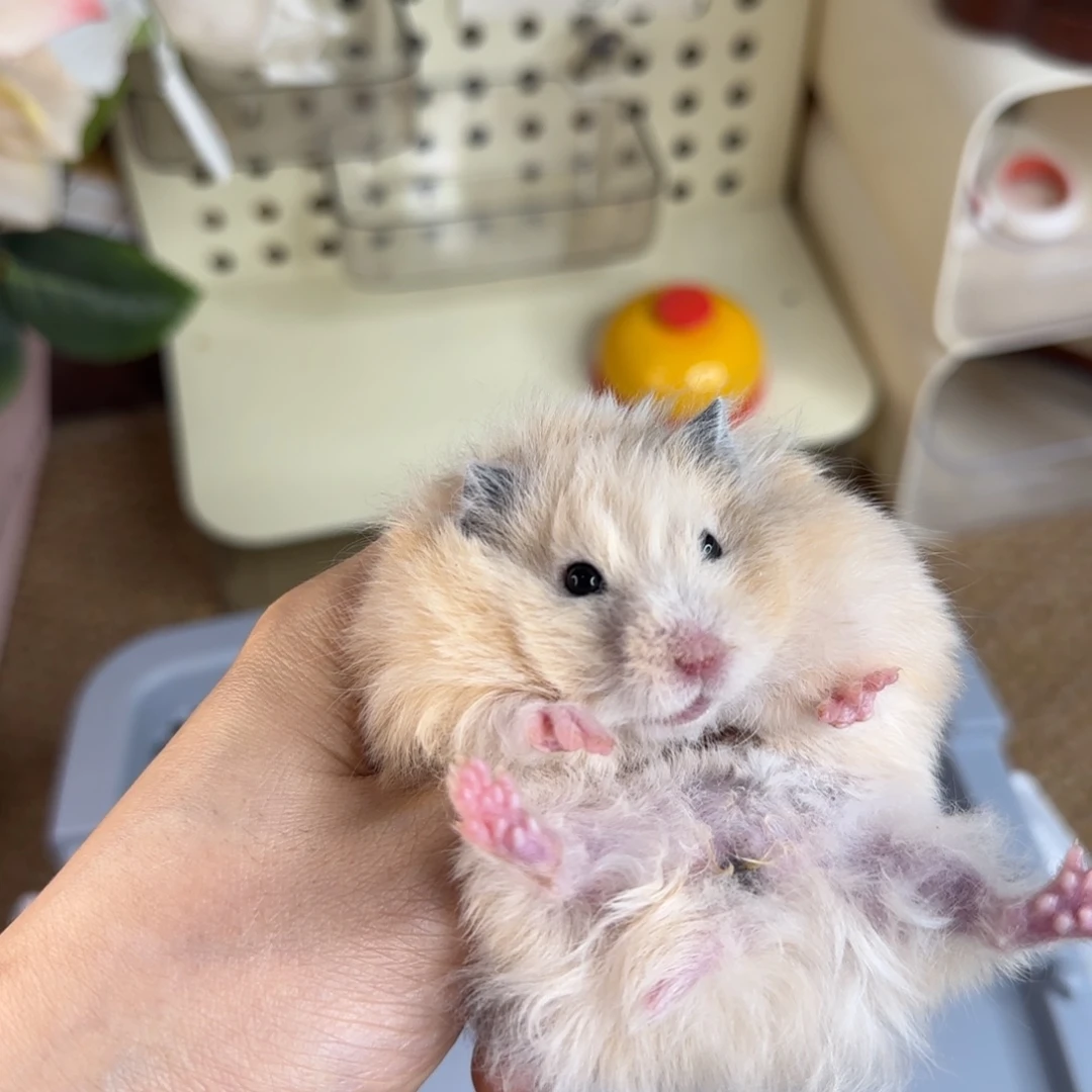 卷毛奶油黄妹妹8.3小体格