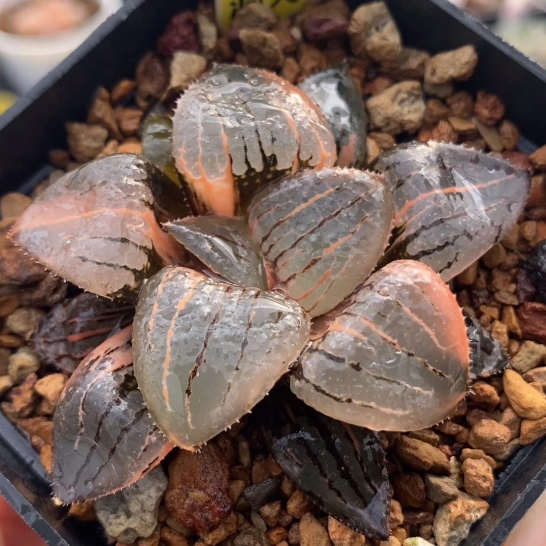 142亲脂姬锦一物一拍