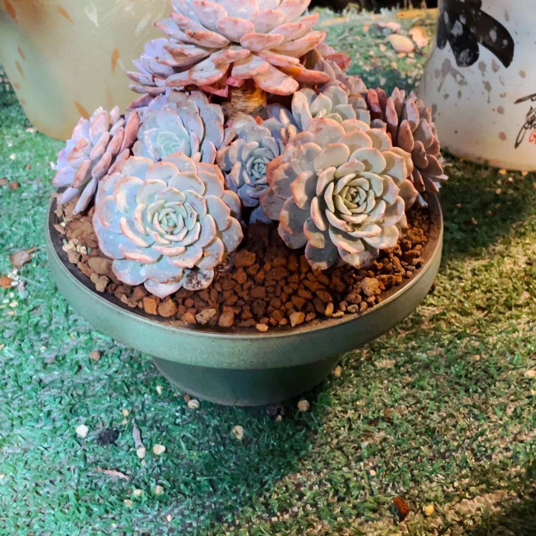 肥***露老桩粗杆子海棠花带盆带土