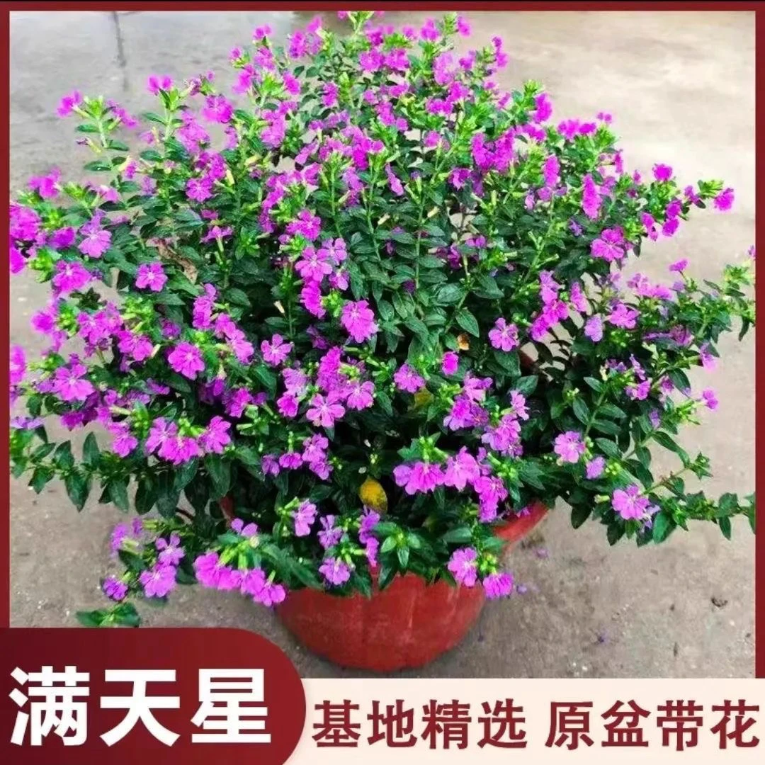 满天星盆栽带花苞室内外四季开花好养桌面庭院绿化植物