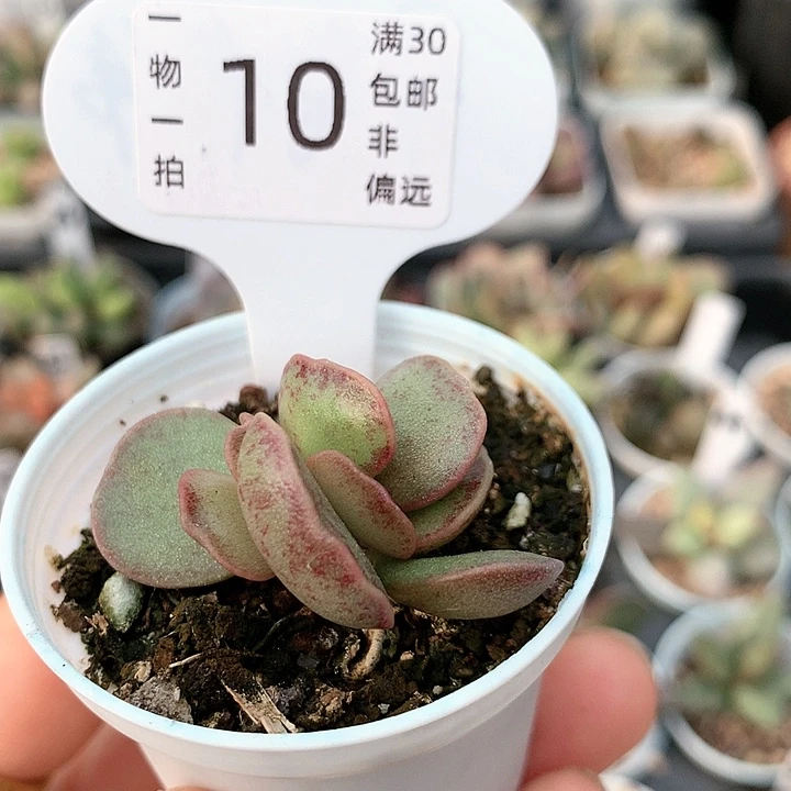 小爱心。   10。