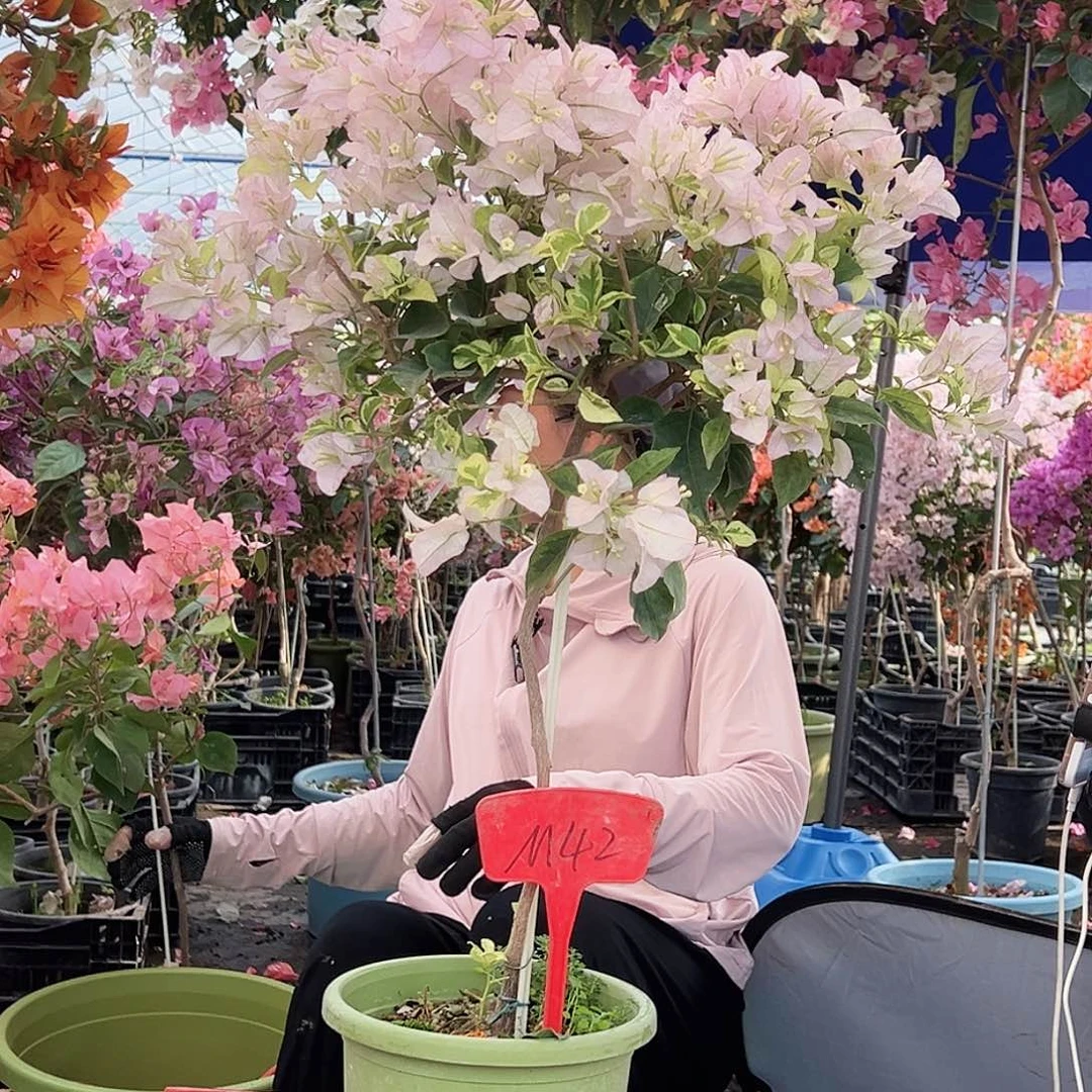 等***夏大部分花苞少量开放M42金边丽娜