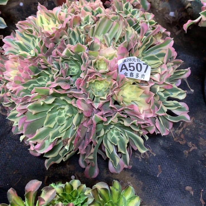 红****》507多肉植物一物一拍