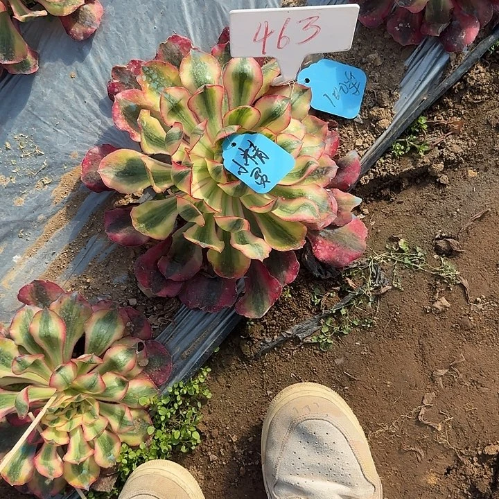 小****小精灵hhhhhhhhhhhh