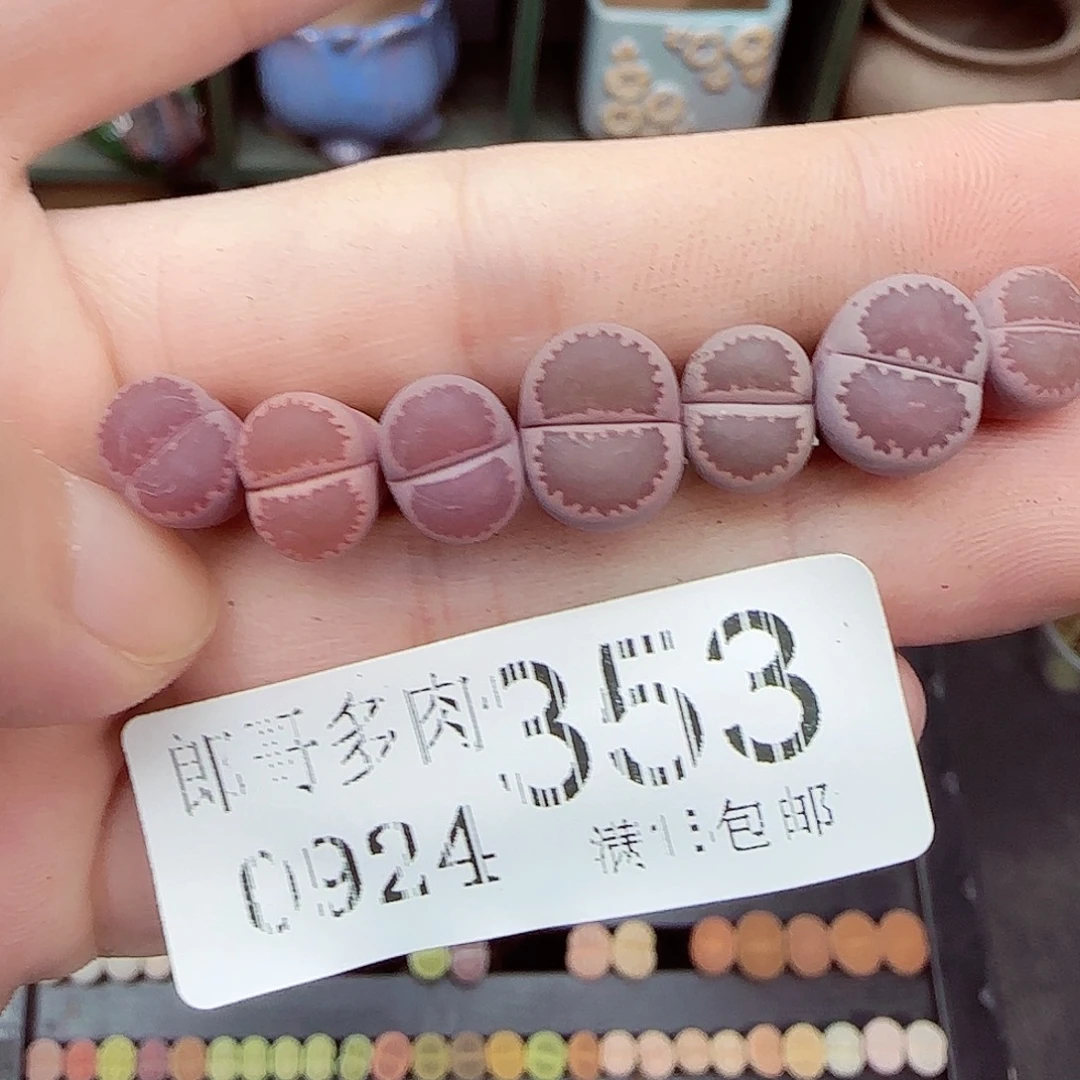 满满18包邮0924-353